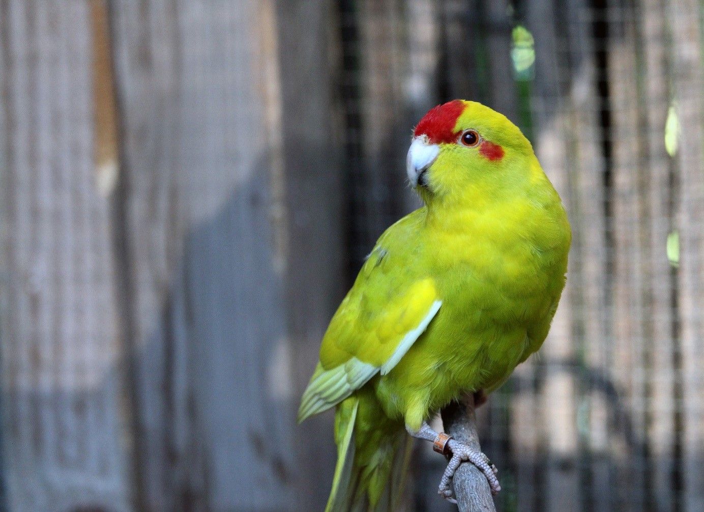 LE KAKARIKI L'Oisillon La Boutique Oiseaux